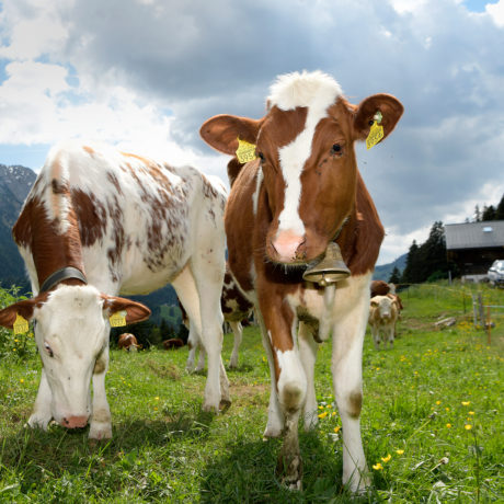 Quand le loup influence les vaches