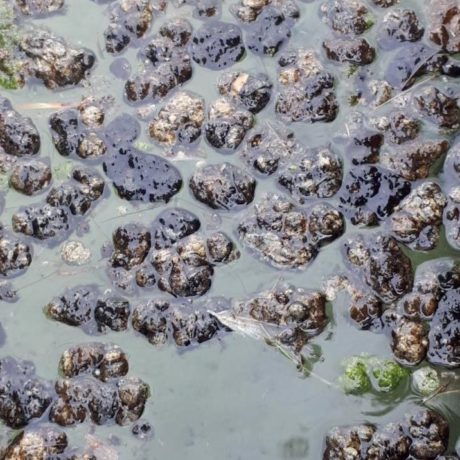Les cyanobactéries pullulent, le Canton appelle à la prudence
