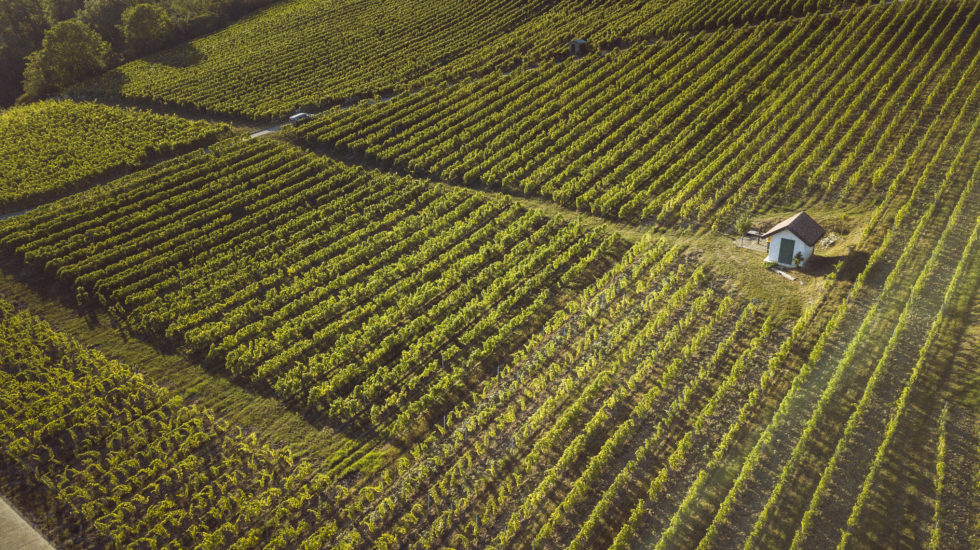 Le raisin n'est jamais arrivé aussi tôt à maturité