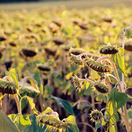 Ça ira mieux demain… Tournesols fanés, tout un symbole