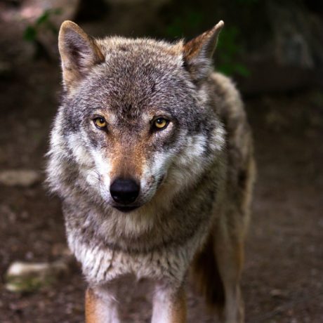 Le canton autorise le tir de trois loups du Marchairuz