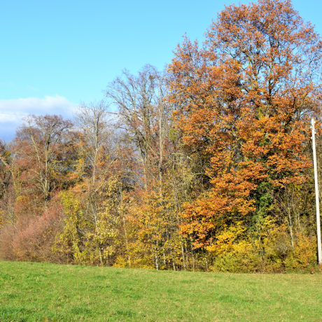 La sénescence des feuilles en retard