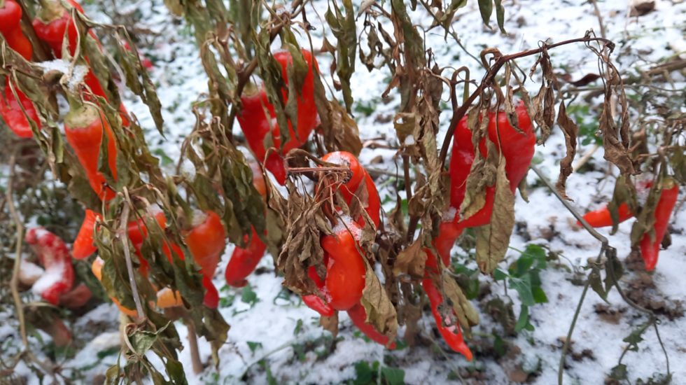 Le monde à ma porte - 16 décembre 2022