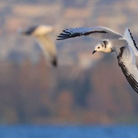 Des mouettes atlantiques soufflées jusqu’aux lacs vaudois