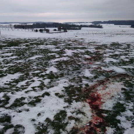 Une probable attaque de loup à Berolle