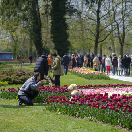 La Fête de la Tulipe sur son 53