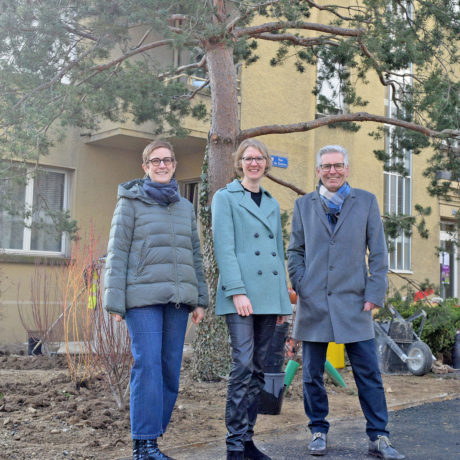 Morges veut remettre l’arbre au cœur de la ville