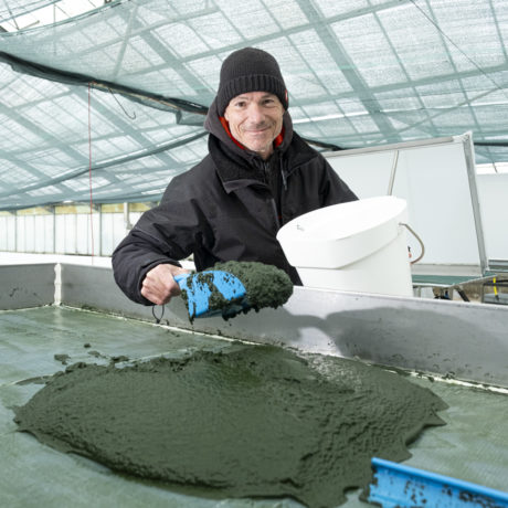 De l’or vert produit  parmi les fourmis