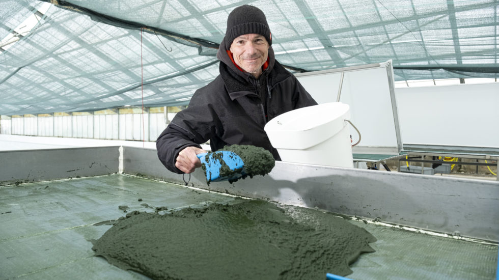 De l’or vert produit  parmi les fourmis