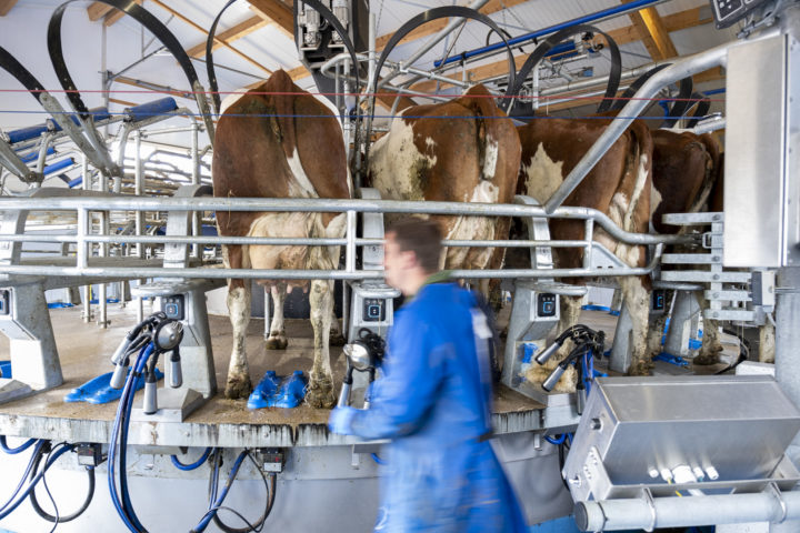 Le carrousel installé dans la ferme des de Charrière permet de gagner une heure à chaque traite, avec 28 vaches qui 