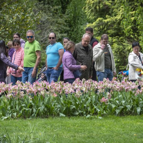 Édition record pour la Fête de la Tulipe