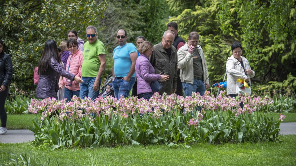 Édition record pour la Fête de la Tulipe