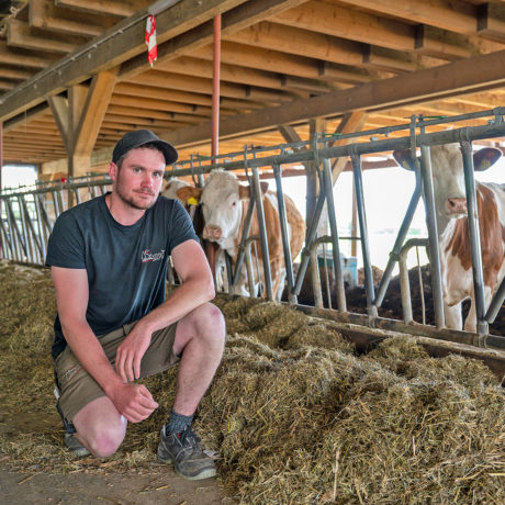 Leurs vaches tuées par des canettes