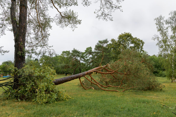 De nombreux arbres ont été déracinés dans la région. Photo: Nicolet
