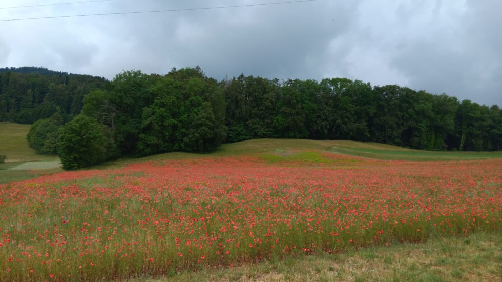 Le monde à ma porte - 23 juin 2023