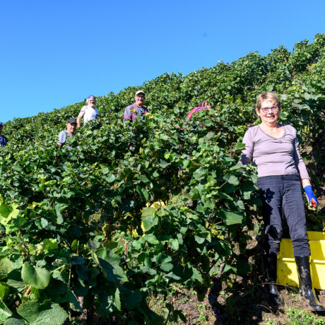 Venus de loin pour la cueillette du raisin