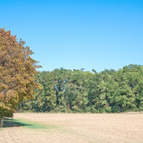 En été et déjà des feuilles mortes