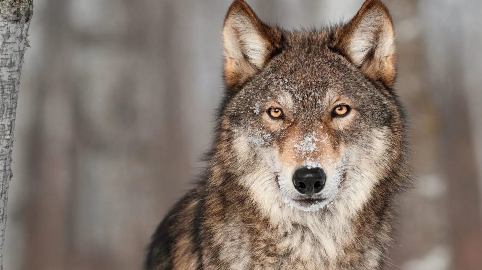 Tir d’un loup mâle à Montricher