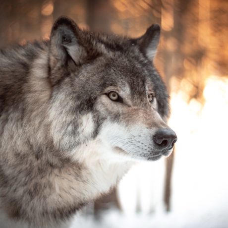 Mont Tendre: Un nouveau loup abattu dans la nuit