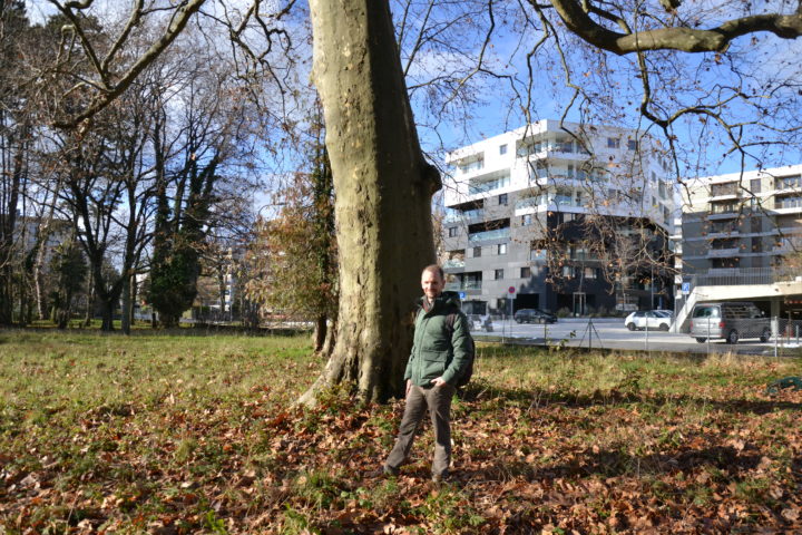 Ces grands arbres qu’il faut protéger