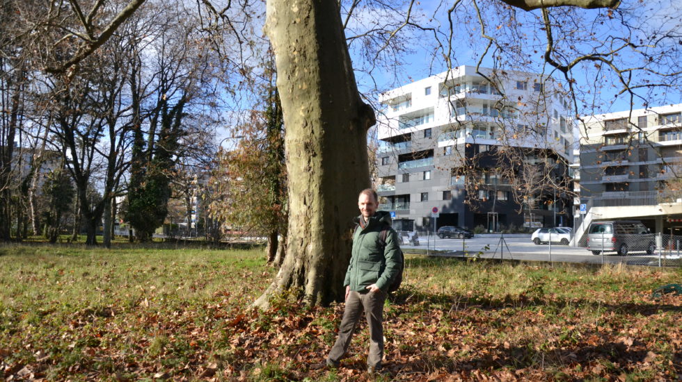 Ces grands arbres qu’il faut protéger