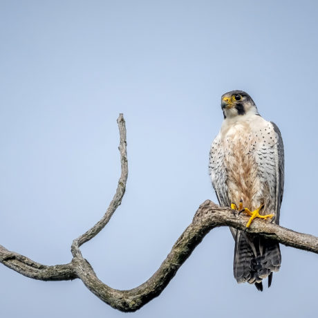 Les oiseaux suisses sont davantage en danger
