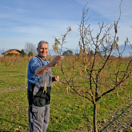 Saint-Prex, terre promise pour les noisettes locales