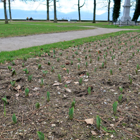 Des tulipes en avant-première