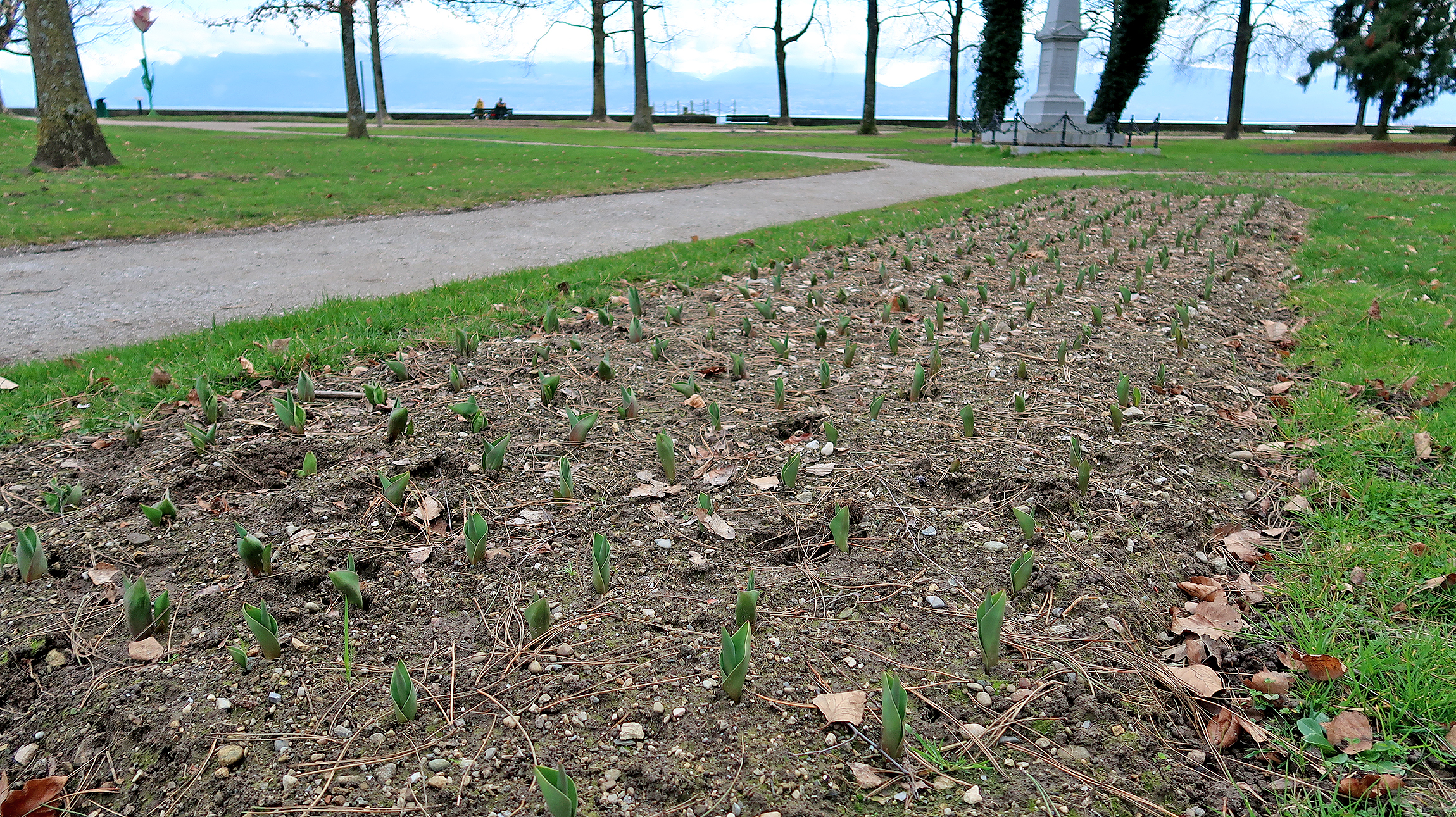 Des tulipes en avant-première