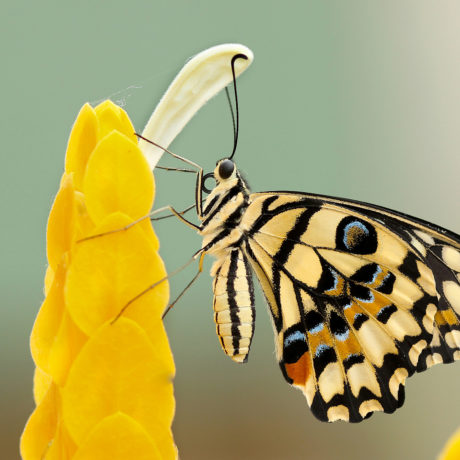 Ça ira mieux demain… Ne pas trop alourdir les ailes du papillon