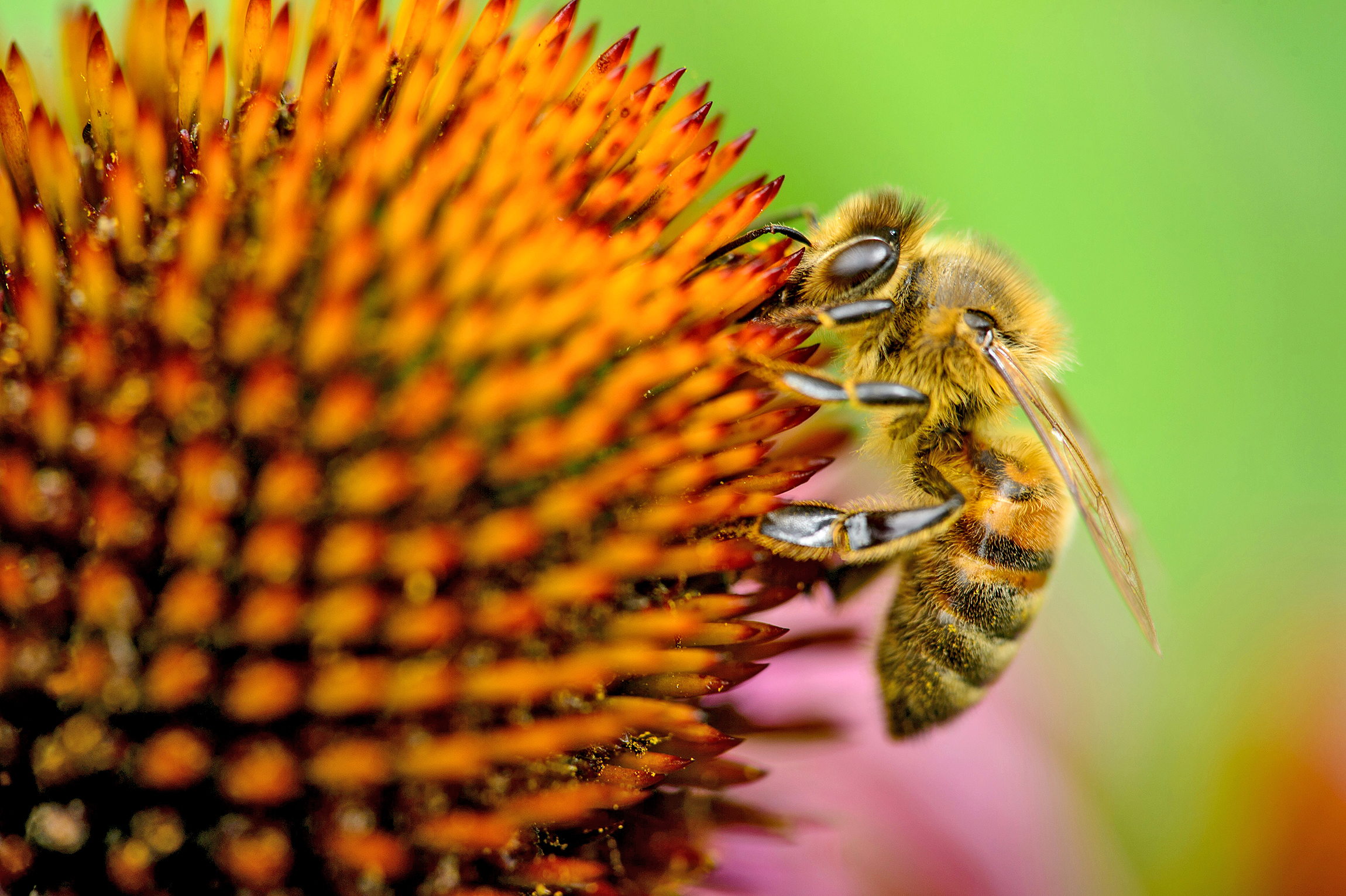 Aulne et noisetier: la saison des pollens a débuté en trombe