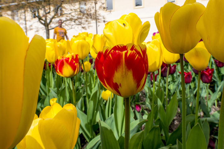 Plus de 300’000 fans de tulipes à la Fête