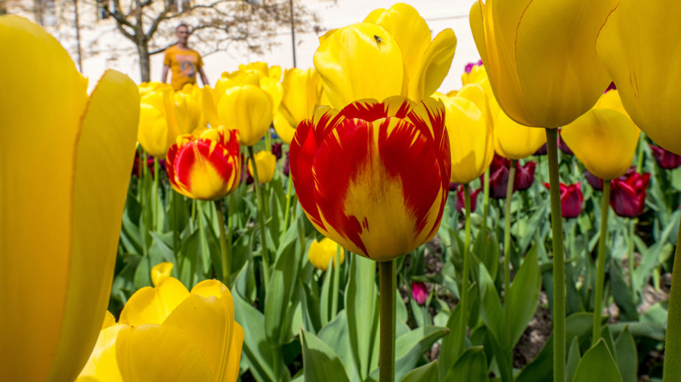 Plus de 300'000 fans de tulipes à la Fête