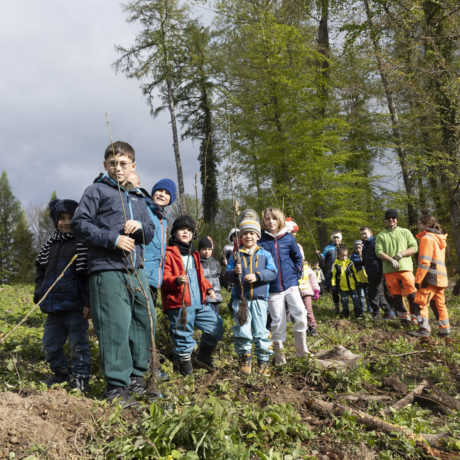 600 arbres plantés par les élèves dans la forêt de Cossonay