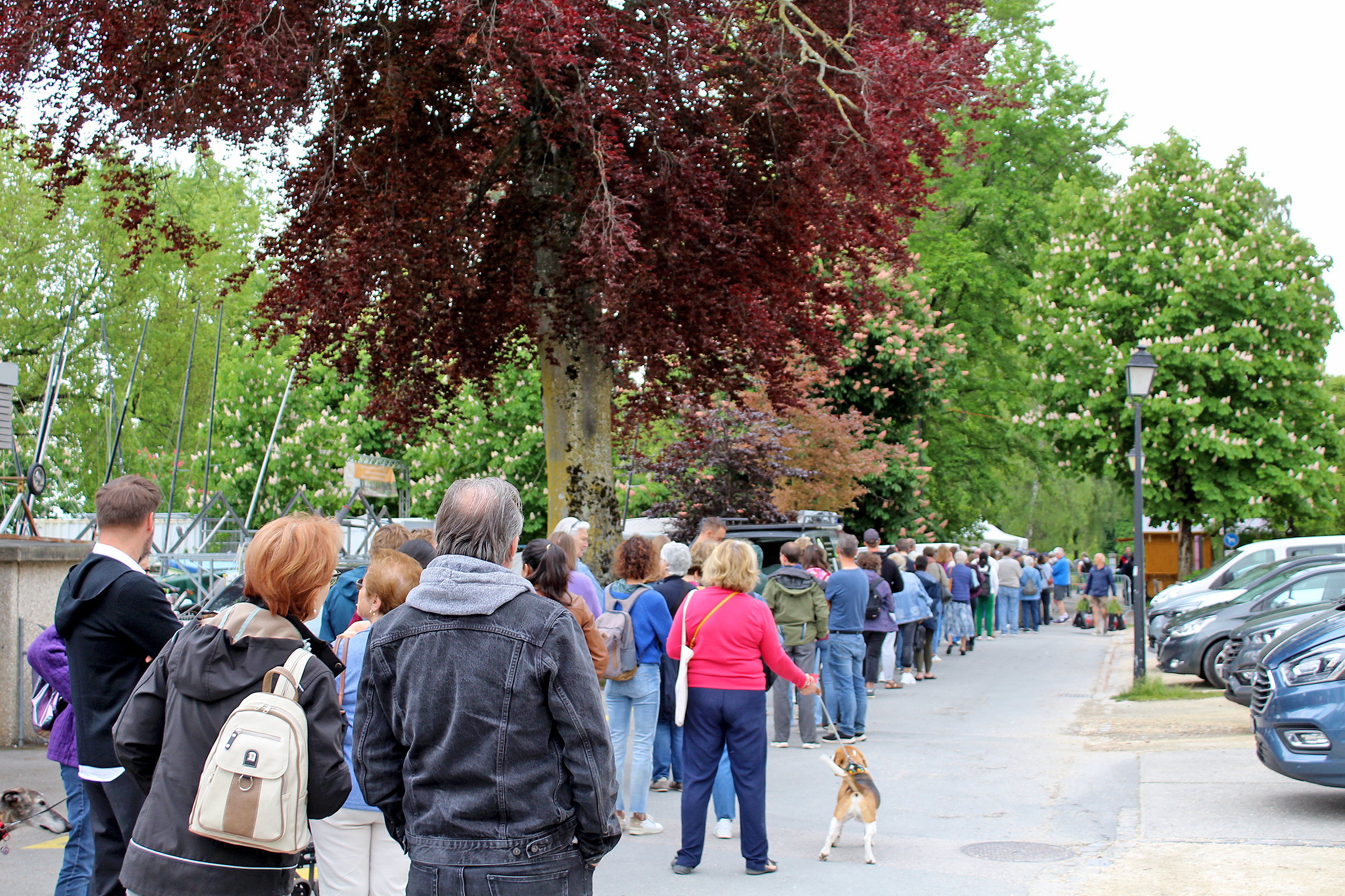 Les tulipes de la Fête à la maison