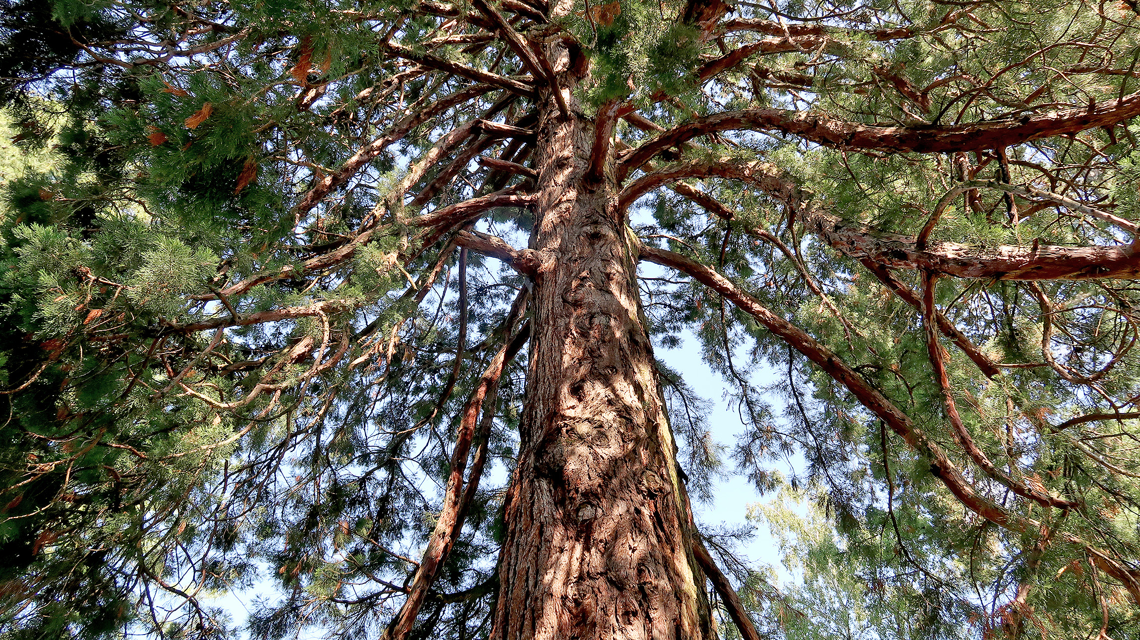 Bouquiner en haut d’un séquoia
