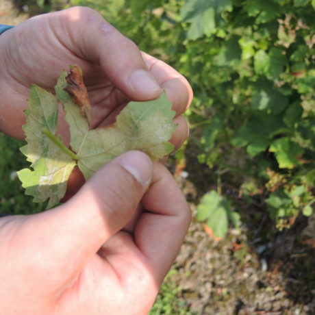 Après la sécheresse, la menace du mildiou plane sur l’agriculture