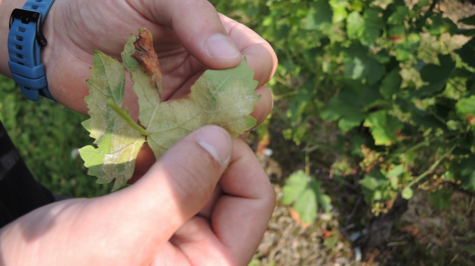 Après la sécheresse, la menace du mildiou plane sur l’agriculture