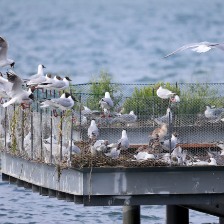 Fin de la «crise du logement» des oiseaux?