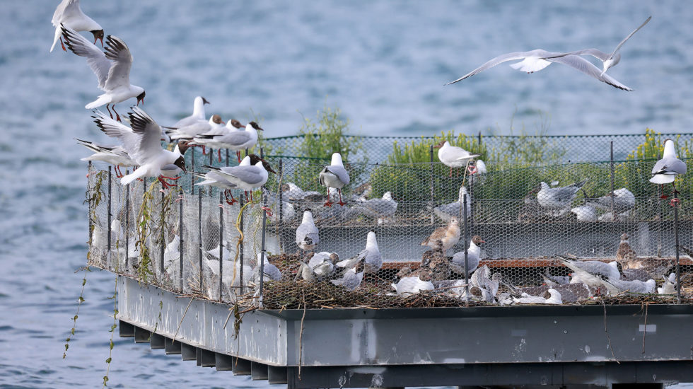 Fin de la «crise du logement» des oiseaux?