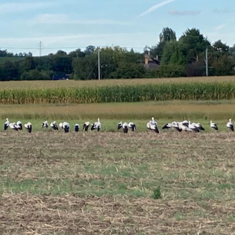 Des cigognes signalées un peu partout dans le district
