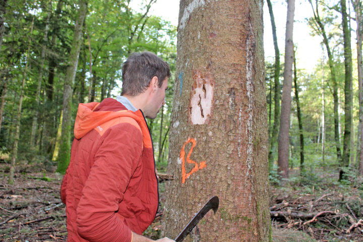 Dans nos bois, à la traque du bostryche