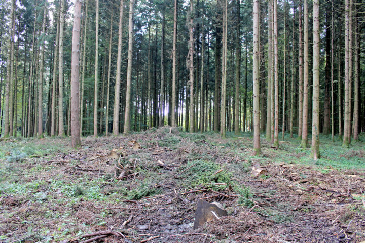 Pour préserver la forêt, il est parfois nécessaire de faire de grosses coupes d'arbres touchés par le bostryche. Photo: Rempe