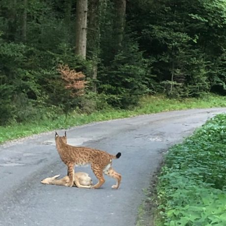 Une promeneuse tombe nez à nez avec un lynx
