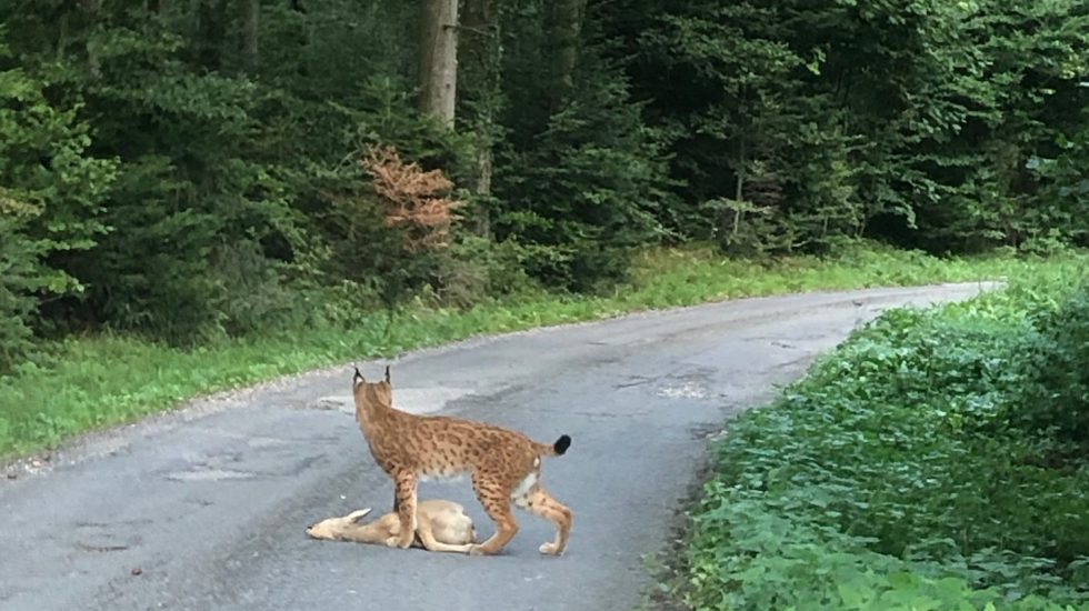 Une promeneuse tombe nez à nez avec un lynx