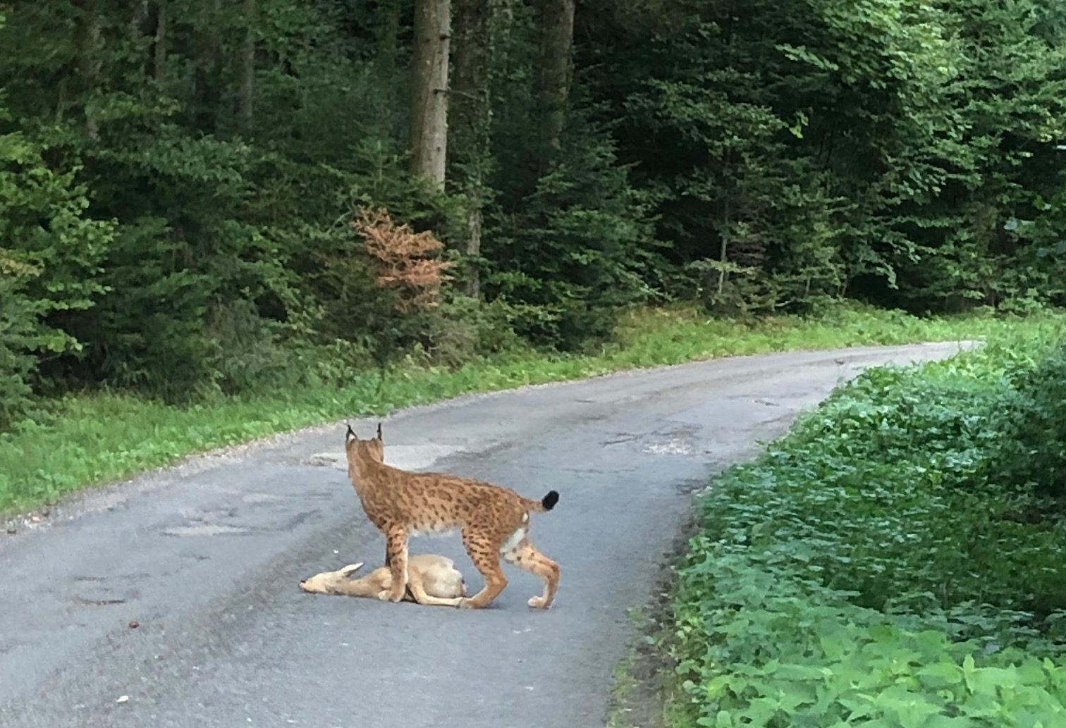 Une promeneuse tombe nez à nez avec un lynx