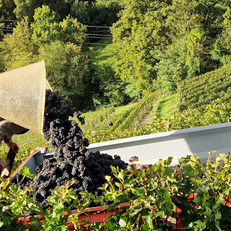 Des vendanges qui ont joué avec les nerfs
