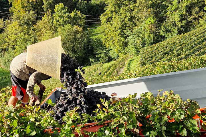 Des vendanges qui ont joué avec les nerfs