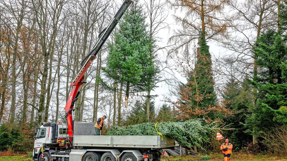 Quand le roi des forêts s’installe en ville