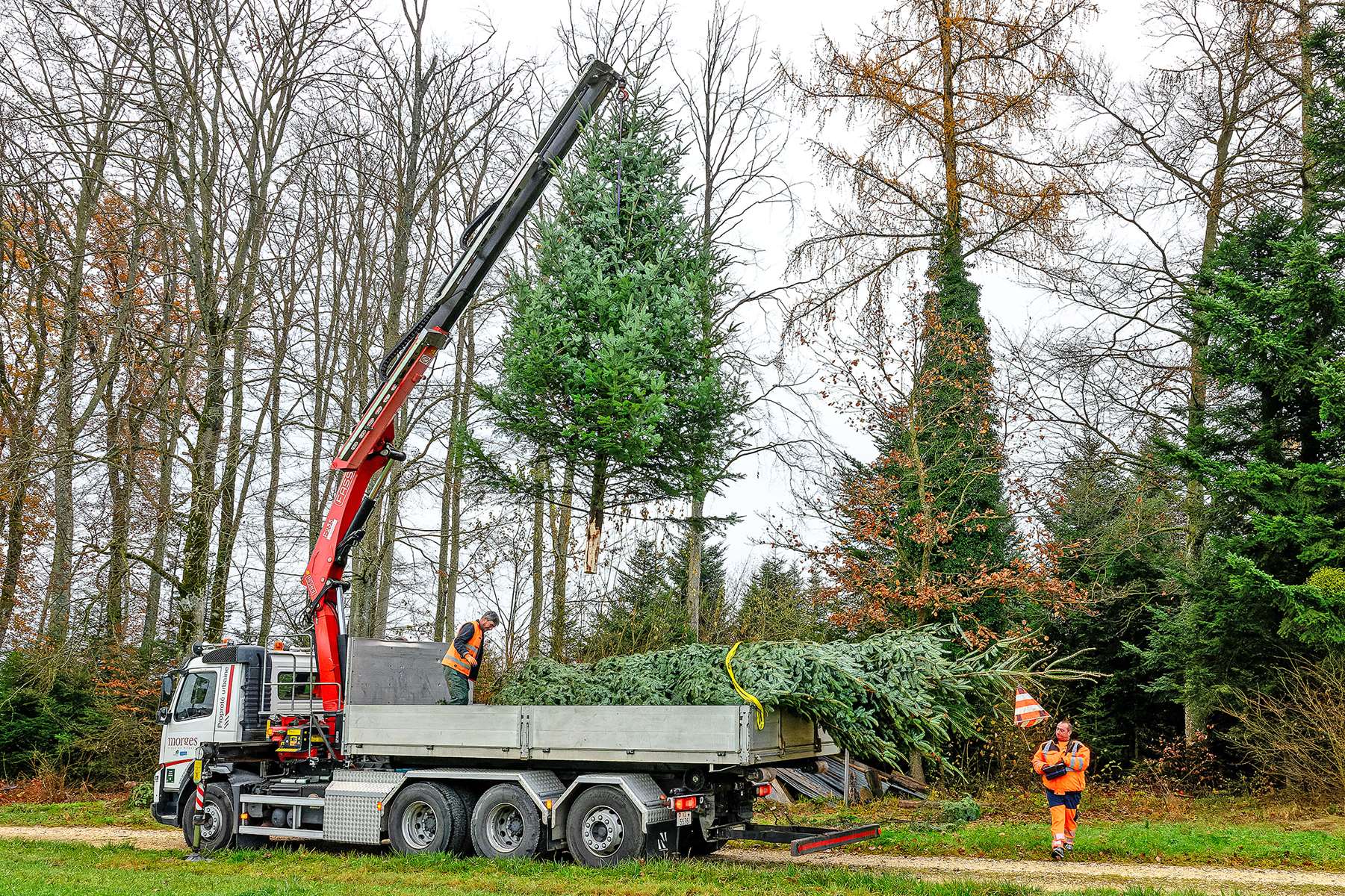 Quand le roi des forêts s’installe en ville